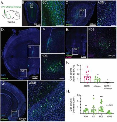 GABAergic Input From the Basal Forebrain Promotes the Survival of Adult-Born Neurons in the Mouse Olfactory Bulb